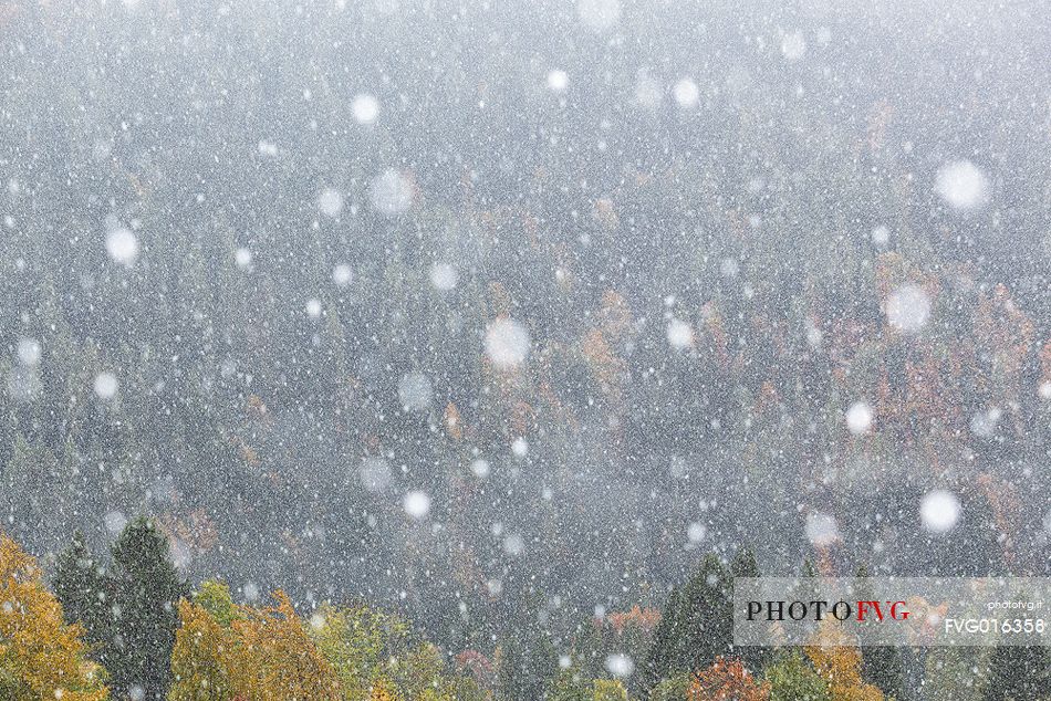 Dolomiti of Brenta,Natural Park of Adamello-Brenta, autumn forest under the snow