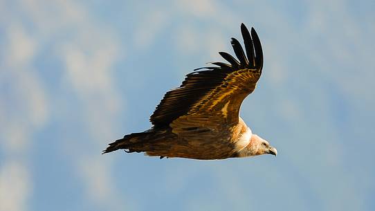 the gliding of the Griffon, in the background of Julian Alps