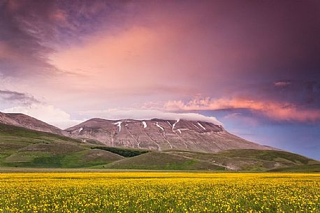 Spring blooming in Piano Perduto Plateau, in background Vettore mount at the sunset, Castelluccio di Norcia, Italy