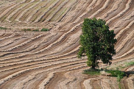 The oak in the field in the Monferrato landscape, Piedmont, Italy, Europe