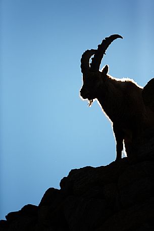 The golden shape of a backlit alpine ibex