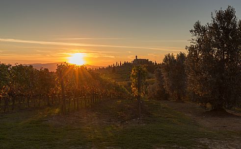 The splendid vineyards of Castello Banfi or Poggio alle Mura castle at sunset, Tuscany, Italy
