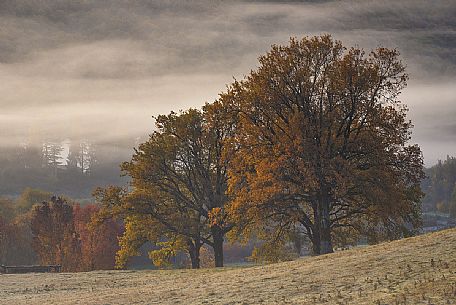 The morning fog among the oak trees in the autumn, Castelli romani, Velletri, Rome, Latium, Italy, Europe