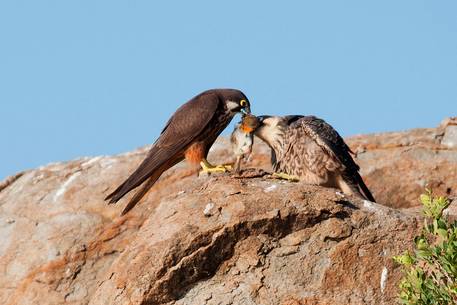 Falco Eleonora in its natural environment, an extraordinary bird