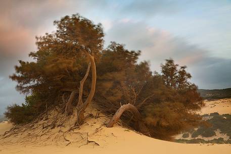 Piscinas, the colors of a warm sunset, the dunes, the desert of Sardinia, the juniper trees, a place full of magic, unique in the Mediterranean, Arbus, Sardinia, Italy