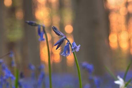 Hallerbos is a public forest. It is administered by the Agency for Nature and Forest management. Hallerbos: an ancient forest with young trees and lots of bluebells.