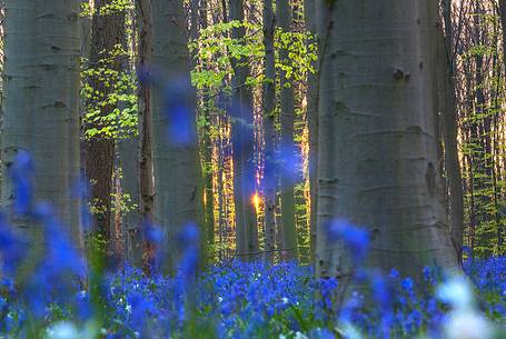 Hallerbos is a public forest. It is administered by the Agency for Nature and Forest management. Hallerbos: an ancient forest with young trees and lots of bluebells.