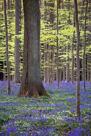 Hallerbos is a public forest. It is administered by the Agency for Nature and Forest management. Hallerbos: an ancient forest with young trees and lots of bluebells.