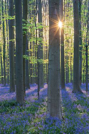 Hallerbos is a public forest. It is administered by the Agency for Nature and Forest management. Hallerbos: an ancient forest with young trees and lots of bluebells.