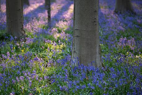 Hallerbos is a public forest. It is administered by the Agency for Nature and Forest management. Hallerbos: an ancient forest with young trees and lots of bluebells.