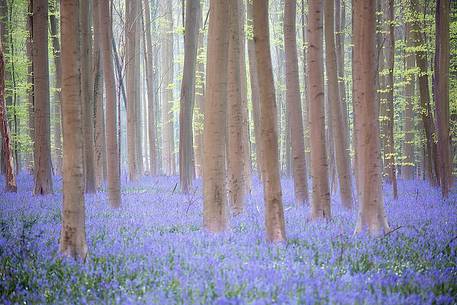 Hallerbos is a public forest. It is administered by the Agency for Nature and Forest management. Hallerbos: an ancient forest with young trees and lots of bluebells.