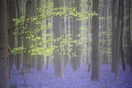 Hallerbos is a public forest. It is administered by the Agency for Nature and Forest management. Hallerbos: an ancient forest with young trees and lots of bluebells.