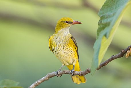 Golden Oriole or Oriolus oriolus on summer before migration