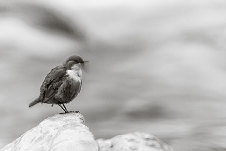 White-throated Dipper, Cinclus cinclus, shakes his head