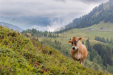 Cow, Brown Swiss (Braunvieh), at Zollner See Lake, Hermagor, Krnten, Austria