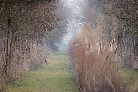 Roe deer, Capreolus capreolus, at the edge of the woodland, Aquileia, Udine, Italy