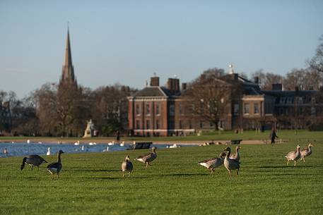 Geese in the garden of Kensington, London, United Kingdom, Europe