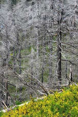 Intimate landscape in Aspromonte national park, Calabria, Italy, Europe