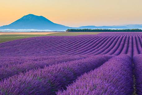 Plateau of Valensole, Lavender Field