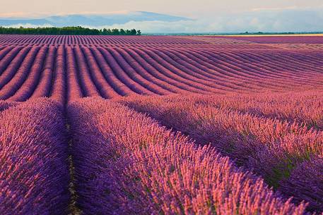 Plateau of Valensole, Lavender Field