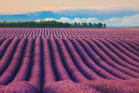 Plateau of Valensole, Lavender Field