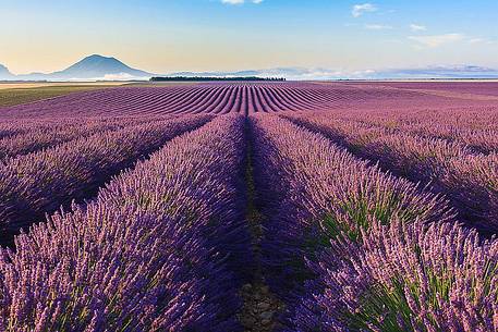 Plateau of Valensole, Lavender Field