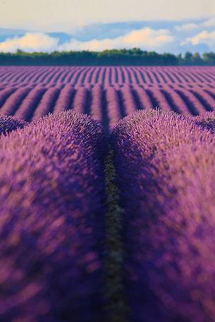 Plateau of Valensole, Lavender Field