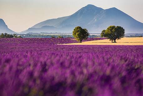 Plateau of Valensole, Lavender Fields 