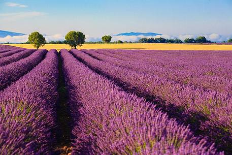 Plateau of Valensole, Lavender Fields 