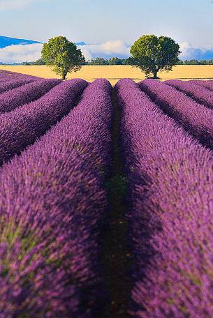 Plateau of Valensole, Lavender Fields 