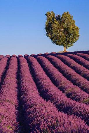 Plateau of Valensole, Lavender Fields 