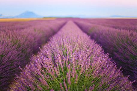 Plateau of Valensole, Lavender Fields 