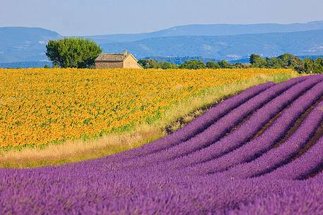 Plateau of Valensole, Lavender Fields and sunflowers