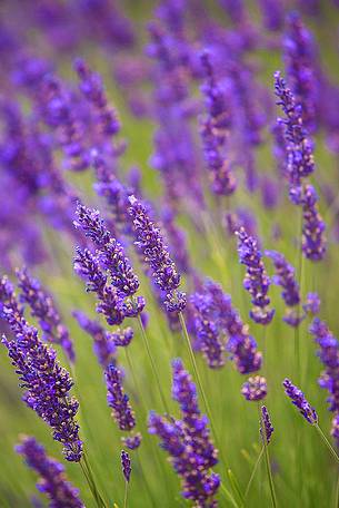 Plateau of Valensole, Lavender Fields 