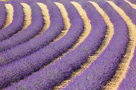 Plateau of Valensole, Lavender Field