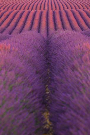 Plateau of Valensole, Lavender Field