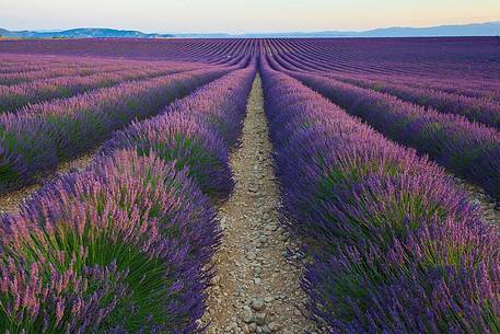 Plateau of Valensole, Lavender Field