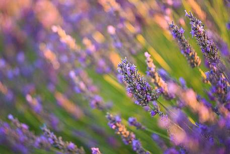 Plateau of Valensole, Lavender Field