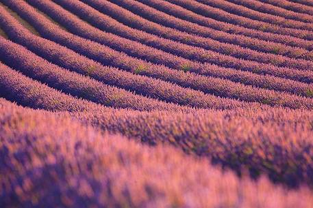 Plateau of Valensole, Lavender Field