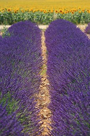 Plateau of Valensole, Lavender Field