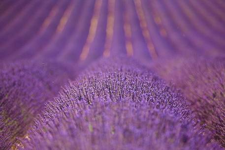 Plateau of Valensole, Lavender Field