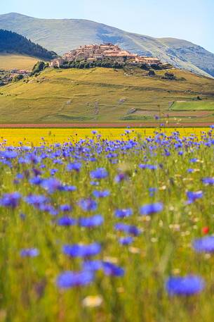 Castelluccio di Norcia during flowering