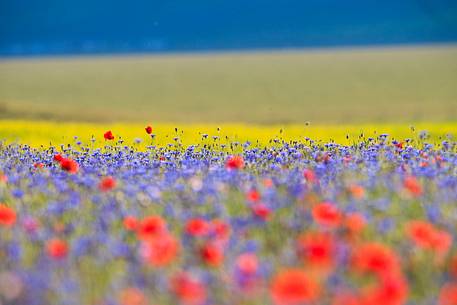 Colors of flowering in Castelluccio di Norcia