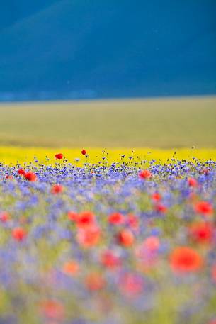 Colors of flowering in Castelluccio di Norcia