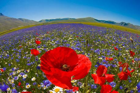 Flowers fields in Castelluccio di Norcia during flowering