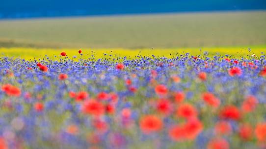 Colors of flowering in Castelluccio di Norcia