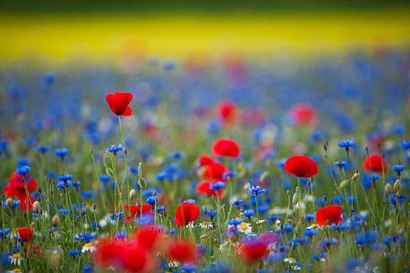 Colors of flowering in Castelluccio di Norcia