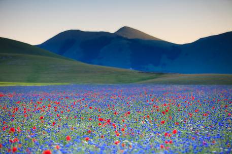 Sunset in Castelluccio di Norcia during flowering