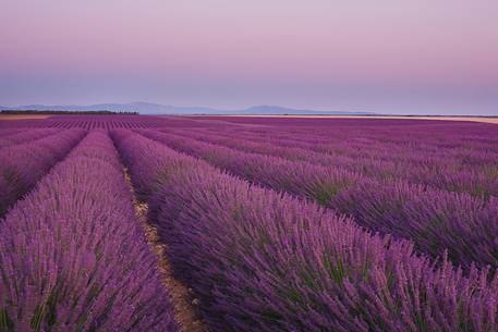 Plateau of Valensole, Lavender Field