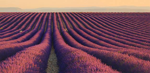 Plateau of Valensole, Lavender Field